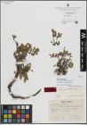 Foto von Salix hastata var. alpestris Andersson